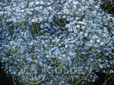 Gypsophila - Tinted Blue