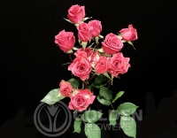 Spray Roses - Pink Follies