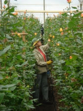 Colombian Farm Worker