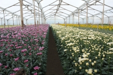 Flower Farm in South America