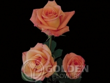 Coloured Rose - Donna