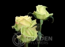 Roses - Jade