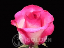Coloured Rose - Queen Amazon