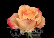 Coloured Rose - Queens Day