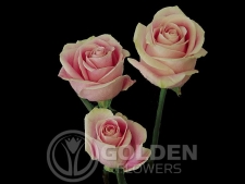 Coloured Rose - Rosita Vendela