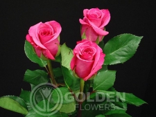 Coloured Rose - Taiga