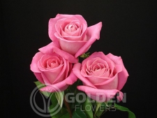 Coloured Rose - Attache