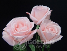 Coloured Rose - Livia