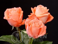 Coloured Rose - Marlysse