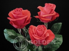Coloured Rose - Raphaela