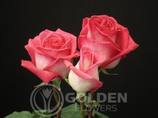 Coloured Rose - Verdi