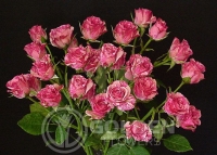Spray Roses - Pink Flash
