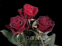 Red Rose - Black Baccara