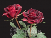 Red Rose - Hocus Pocus
