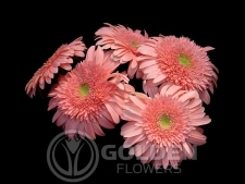 Gerbera Daisy - Pink Elegance