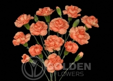 Miniature Carnations - Apricot Lady