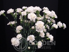 Miniature Carnations - Bagatel