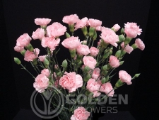 Miniature Carnations - Esperia