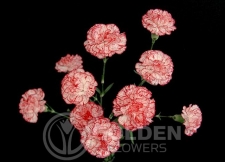Miniature Carnations - Farfallina