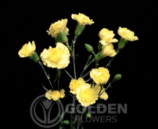 Miniature Carnations - GoldStrike