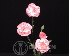 Miniature Carnations - Grafitti