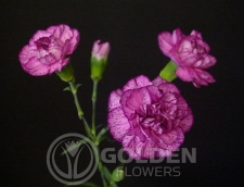 Miniature Carnations - Purple Spectro