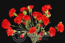 Miniature Carnations - Rony