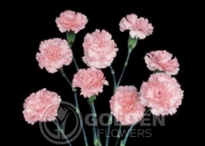 Miniature Carnations - Splendid
