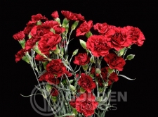 Miniature Carnations - Yoder Dot