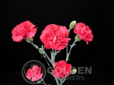 Miniature Carnations - Rox