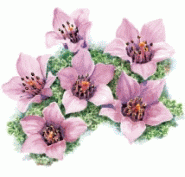 Purple Saxifraga