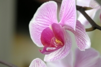 Orchid - Pink