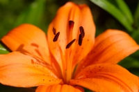 Tiger Lily